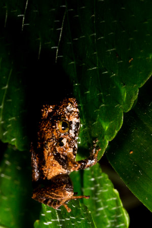 Pristimantis frog is a very large genus of frogs distributed in the southern Caribbean (Lesser Antilles) and Central and South America, from Honduras to northern Argentina and southern Brazil.の写真素材