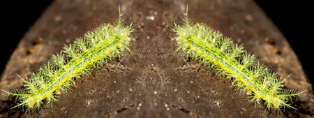 Taturana or elephant trunk, marandovÃ¡, maranduvÃ¡, embira, ambira, fireworm, puppy dog, burning bug, hairy bug, mandruvÃ¡ or mondrovÃ¡.の写真素材