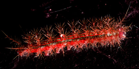 Taturana or elephant trunk, marandovÃ¡, maranduvÃ¡, embira, ambira, fireworm, puppy dog, burning bug, hairy bug, mandruvÃ¡ or mondrovÃ¡.の写真素材