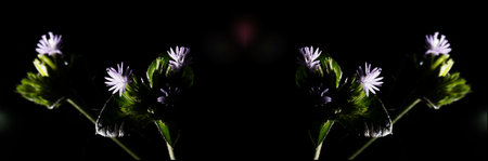Small flower among green leaf on dark background.の写真素材