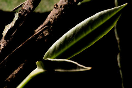 Green leaf in light and shadow.の写真素材