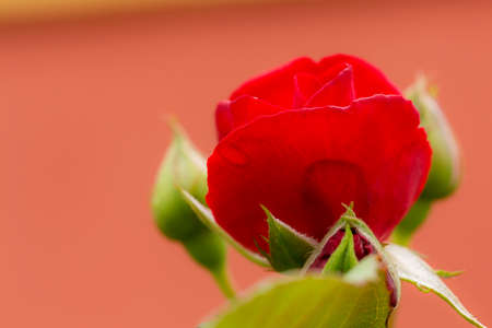 A rose is a woody perennial plant of the genus Rosa, in the family Rosaceae, or the flower it bears. There are over three hundred species and tens of thousands of cultivars.の写真素材