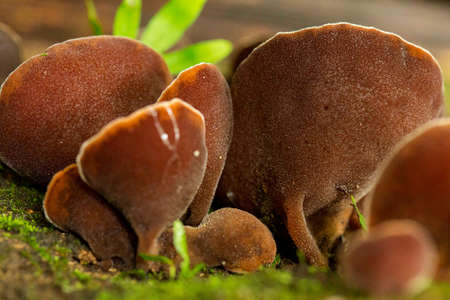 Orange mushroom. Lactarius volemus is a species of fungus in the mushroom family Russulaceae. It is widely distributed in the northern hemisphere, in temperate regions of Europe, North America and Asia, as well as some subtropical and tropical regions of Central America and Asia.の写真素材