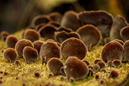 Orange mushroom. Lactarius volemus is a species of fungus in the mushroom family Russulaceae. It is widely distributed in the northern hemisphere, in temperate regions of Europe, North America and Asia, as well as some subtropical and tropical regions of Central America and Asia.の写真素材
