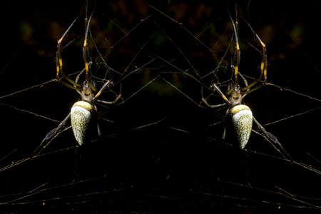 Gold thread spider is a common species of spider. It lives in the warmest regions of the Americas, and can be found from Argentina to the United States, which also includes Brazil. Its large dimensions, exotic shape and beautiful coloring make it distinct from other spiders.の写真素材