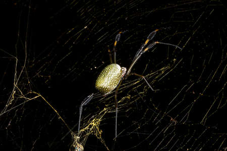 Gold thread spider is a common species of spider. It lives in the warmest regions of the Americas,...