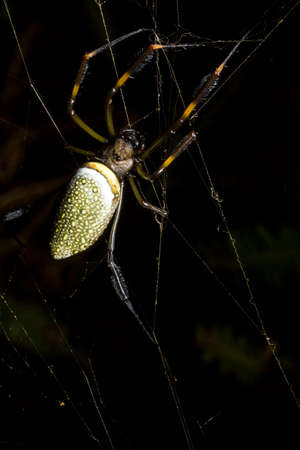 Gold thread spider is a common species of spider. It lives in the warmest regions of the Americas, and can be found from Argentina to the United States, which also includes Brazil. Its large dimensions, exotic shape and beautiful coloring make it distinct from other spiders.の写真素材