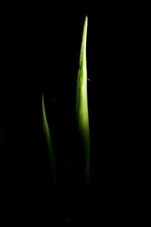 In botany, leaves are plant organs specialized in capturing light and exchanging gases with the atmosphere to carry out photosynthesis, transpiration, guttation and respiration.の写真素材