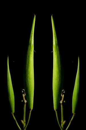 In botany, leaves are plant organs specialized in capturing light and exchanging gases with the atmosphere to carry out photosynthesis, transpiration, guttation and respiration.の写真素材