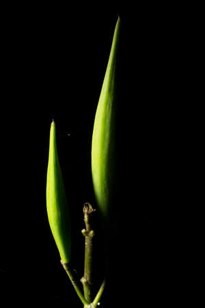 In botany, leaves are plant organs specialized in capturing light and exchanging gases with the atmosphere to carry out photosynthesis, transpiration, guttation and respiration.の写真素材