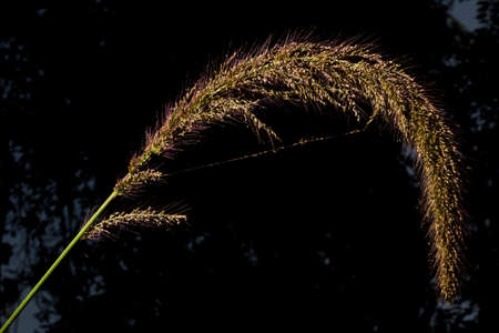 Mombasa grass is a grass used as green manure, not only for its rapid and vigorous growth after cutting, but also for having a greater tolerance to shading than most grasses.の写真素材
