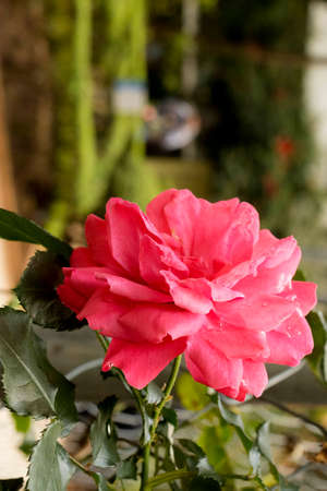 The rose is one of the most popular flowers in the world. It has been cultivated by man since ancient times. The first rose grew in Asian gardens 5,000 years ago. Flower of the plant known as rosebush that also gives thorns.の写真素材