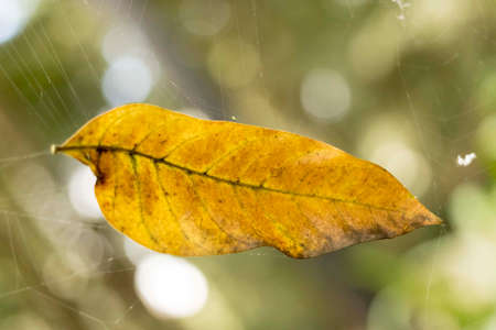 Dry leaf showing all its texture in nature amidst the green of the trees with a blurred background in parks, forests and Brazilian rainforest.の写真素材