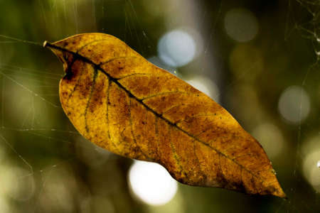 Dry leaf showing all its texture in nature amidst the green of the trees with a blurred background in parks, forests and Brazilian rainforest.の写真素材