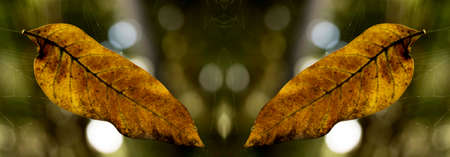 Dry leaf showing all its texture in nature amidst the green of the trees with a blurred background in parks, forests and Brazilian rainforest.の写真素材
