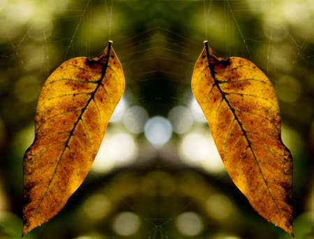 Dry leaf showing all its texture in nature amidst the green of the trees with a blurred background in parks, forests and Brazilian rainforest.の写真素材