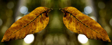 Dry leaf showing all its texture in nature amidst the green of the trees with a blurred background in parks, forests and Brazilian rainforest.の写真素材