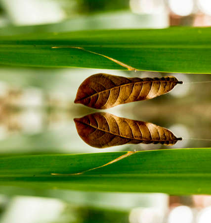 Dry leaf showing all its texture in nature amidst the green of the trees with a blurred background in parks, forests and Brazilian rainforest.の写真素材