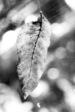 Dry leaf showing all its texture in nature amidst the green of the trees with a blurred background in parks, forests and Brazilian rainforest.の写真素材