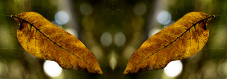 Dry leaf showing all its texture in nature amidst the green of the trees with a blurred background in parks, forests and Brazilian rainforest.の写真素材