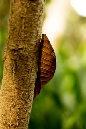 Dry leaf showing all its texture in nature amidst the green of the trees with a blurred background in parks, forests and Brazilian rainforest.の写真素材