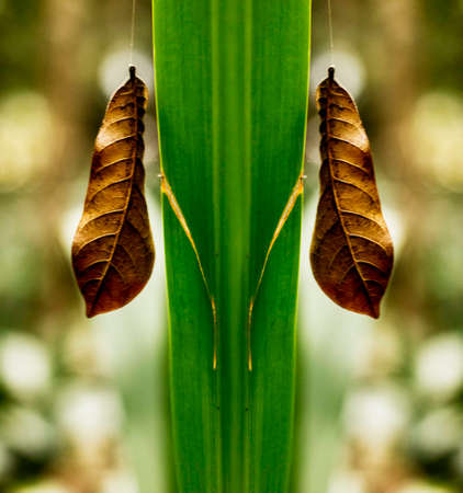 Dry leaf showing all its texture in nature amidst the green of the trees with a blurred background in parks, forests and Brazilian rainforest.の写真素材