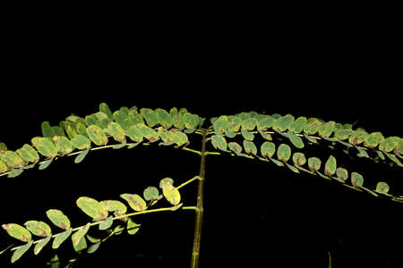 Small, green leafy plant with a dark background presents a very strong contrast between a very black background and the green leaves. Nature in evidence.の写真素材