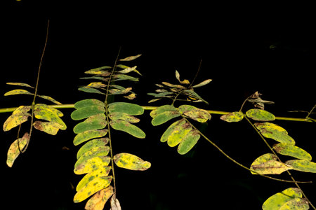 Small, green leafy plant with a dark background presents a very strong contrast between a very black background and the green leaves. Nature in evidence.の写真素材