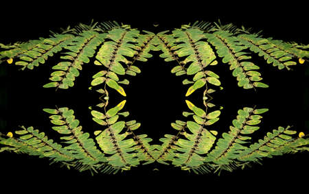 Small, green leafy plant with a dark background presents a very strong contrast between a very black background and the green leaves. Nature in evidence.の写真素材