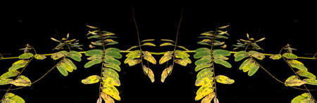Small, green leafy plant with a dark background presents a very strong contrast between a very black background and the green leaves. Nature in evidence.の写真素材