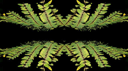 Small, green leafy plant with a dark background presents a very strong contrast between a very black background and the green leaves. Nature in evidence.の写真素材