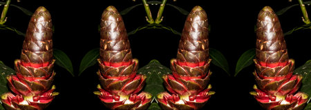 Flower of cane monkey, also known as cana-do-brejo, is a medicinal plant that has astringent...
