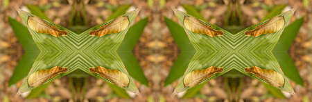 Green leaf on green leaf showing all its texture in nature amidst trees with blurred background in...