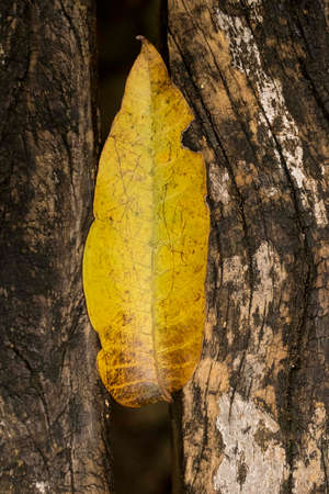 Yellow leaf on dry wood showing all its texture in nature amidst the green of the trees with a blurred background in parks, forests and Brazilian rainforest.の写真素材