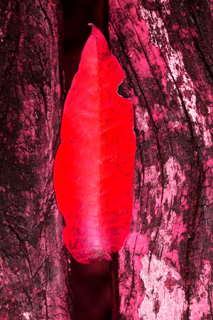 Yellow leaf on dry wood showing all its texture in nature amidst the green of the trees with a blurred background in parks, forests and Brazilian rainforest.の写真素材