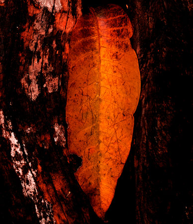 Yellow leaf on dry wood showing all its texture in nature amidst the green of the trees with a blurred background in parks, forests and Brazilian rainforest.の写真素材