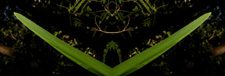 In botany, leaves are plant organs specialized in capturing light and exchanging gases with the atmosphere to carry out photosynthesis, transpiration, guttation and respiration.の写真素材