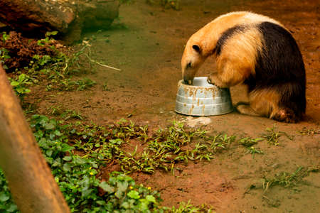 The southern anteater is a species of anteater from South America and the island of Trinidad in the Caribbean. It is a solitary animal found in many habitats, from mature secondary forests to highly disturbed and arid savannas. It feeds on ants, termites and bees.の写真素材