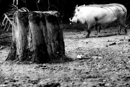 The common wild boar is a wild member of the pig family found in grasslands, savannas and forests in sub-Saharan Africa.の写真素材