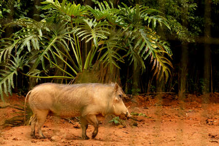 The common wild boar is a wild member of the pig family found in grasslands, savannas and forests in sub-Saharan Africa.の写真素材