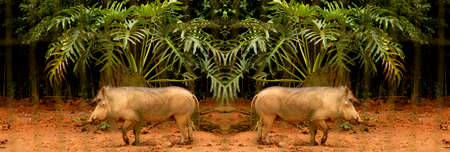 The common wild boar is a wild member of the pig family found in grasslands, savannas and forests in sub-Saharan Africa.の写真素材