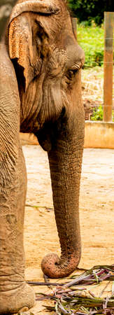 African elephants are a genus comprising two living species of elephants, the African elephant and the smaller African forest elephant.の写真素材