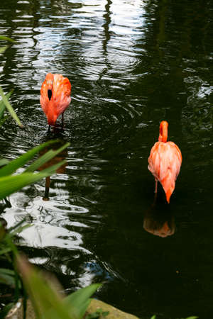 The Chilean flamingo is a species of great flamingo closely related to the American flamingo and the greater flamingo. The species is listed as Near Threatened by the IUCN.の写真素材
