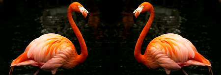 The Chilean flamingo is a species of great flamingo closely related to the American flamingo and the greater flamingo. The species is listed as Near Threatened by the IUCN.の写真素材