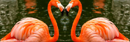 The Chilean flamingo is a species of great flamingo closely related to the American flamingo and the greater flamingo. The species is listed as Near Threatened by the IUCN.の写真素材