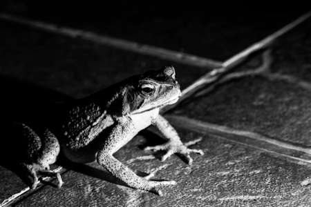 Cane toad, native to Central and South America. It belongs to the genus that includes hundreds of different frog species, mainly distributed throughout Brazil.の写真素材
