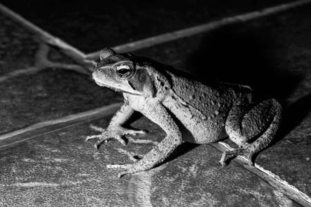 Cane toad, bull toad or cane toad, is a toad native to Central and South America. It belongs to the genus that includes hundreds of different frog species, distributed mainlyの写真素材