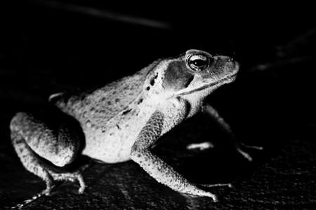 Cane toad, bull toad or cane toad, is a toad native to Central and South America. It belongs to the genus that includes hundreds of different frog species, distributed mainlyの写真素材
