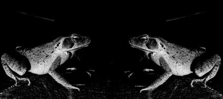 Cane toad, bull toad or cane toad, is a toad native to Central and South America. It belongs to the genus that includes hundreds of different frog species, distributed mainlyの写真素材