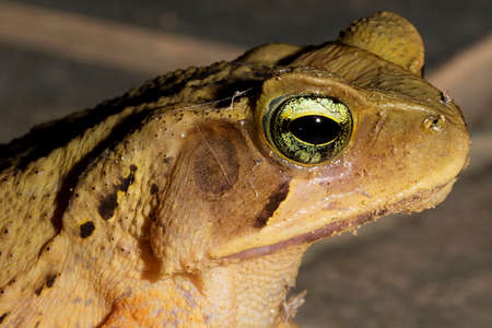 Cane toad, native to Central and South America. It belongs to the genus that includes hundreds of different frog species, mainly distributed throughout Brazil.の写真素材